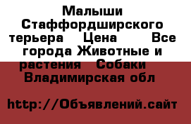 Малыши Стаффордширского терьера  › Цена ­ 1 - Все города Животные и растения » Собаки   . Владимирская обл.